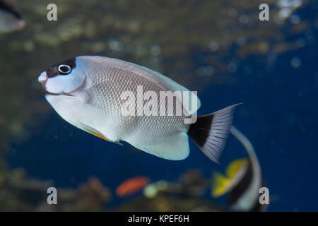 Masked angelfish, Genicanthus personatus, femmina (prigioniero), endemica alle Hawaii, e raramente visto al di fuori di Nord-ovest isole hawaiane, Waikiki Aquarium Foto Stock