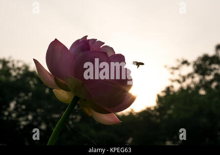 Fiore di loto e bumblee bee Foto Stock