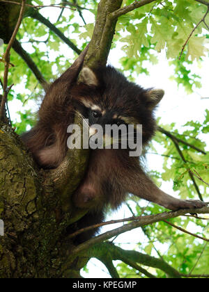 Raccoon (Procione lotor) Foto Stock