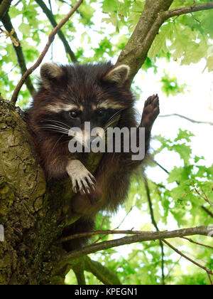 Raccoon (Procione lotor) Foto Stock