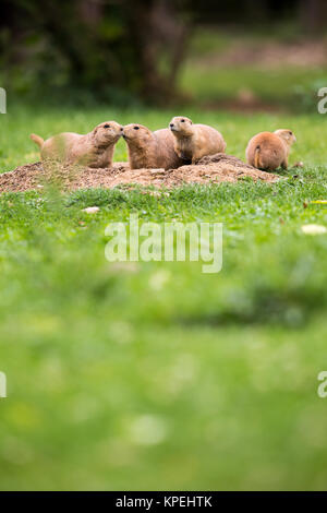 Coda nero i cani della prateria (Cynomys ludovicianus) Foto Stock