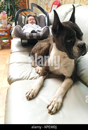 Cane Boxer e il neonato Foto Stock