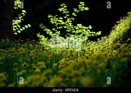 Pusteblumen im Frühjahr,Formen unfd Farben im Gegenlicht,Muster und Schatten auf dem Blatt,Gegenlichtreflexe Foto Stock