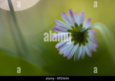 Blüten im Frühjahr und wolkenloser Himmel,nah fotografiert,Blüte weit ausgebreitet Foto Stock