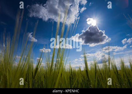 Felder und Weisen im Licht mit Schatten und Wolken,Sonnenstrahlen,Wolken über Landschaft Foto Stock