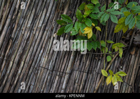 Verde giallastro e foglie di età compresa tra i canneti a secco Foto Stock