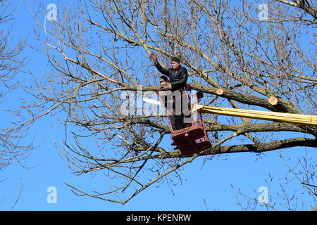 La potatura di alberi utilizzando un sollevatore-braccio Foto Stock