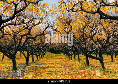Organic peach orchard con i colori dell'autunno durante la stagione autunnale nella Okanagan Valley, British Columbia, Canada. Foto Stock