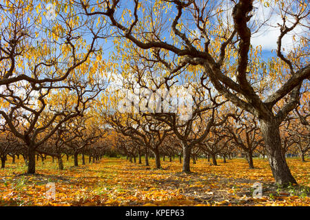 Organic peach orchard con i colori dell'autunno durante la stagione autunnale nella Okanagan Valley, British Columbia, Canada. Foto Stock