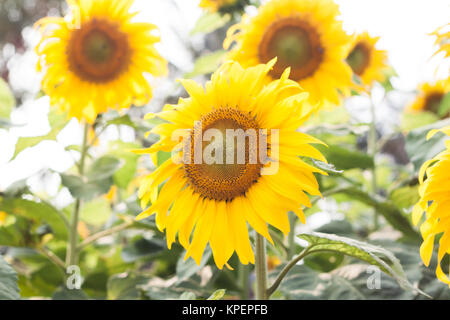 Bellissimo il girasole con sfondo naturale Foto Stock