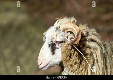 Ram o rammer, maschio della pecora Foto Stock