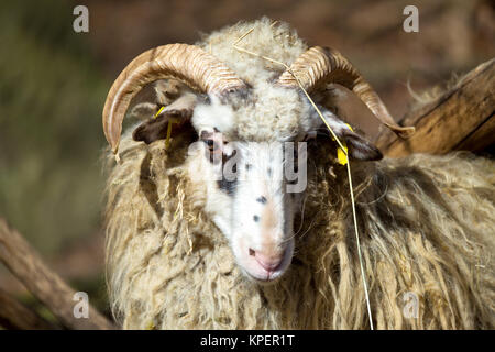 Ram o rammer, maschio della pecora Foto Stock