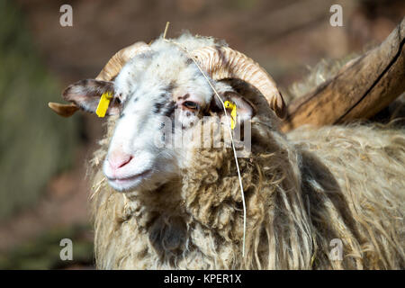 Ram o rammer, maschio della pecora Foto Stock