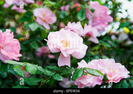 Camelia in giardino Foto Stock