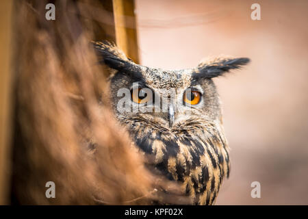 Primo piano di una Eagle-Owl eurasiatica (Bubo bubo) Foto Stock