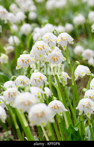 Fiori di primavera il nodo Foto Stock