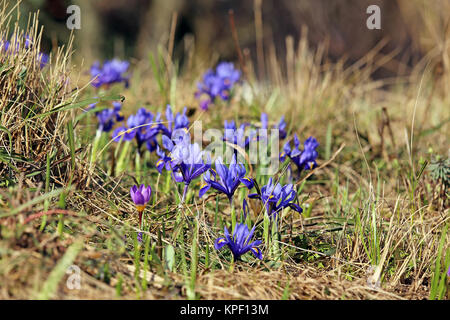 Gigli di spada a foglia di rete e un crocus nel giardino delle sorgenti Foto Stock