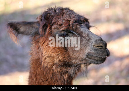 Alpaca marrone in ritratto Foto Stock