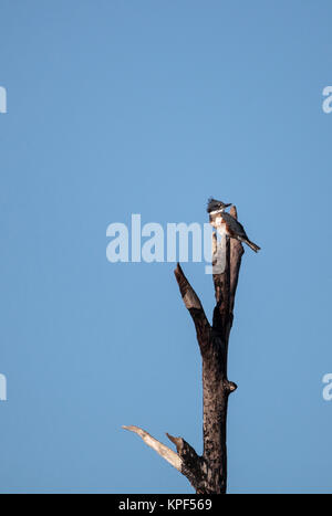 Belted Kingfisher Megaceryle alcyon posatoi in alto in un albero in Fred C. Babcock e Cecil M. Webb Wildlife Management Area in Punta Gorda, Florida Foto Stock