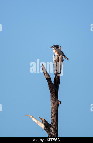 Belted Kingfisher Megaceryle alcyon posatoi in alto in un albero in Fred C. Babcock e Cecil M. Webb Wildlife Management Area in Punta Gorda, Florida Foto Stock