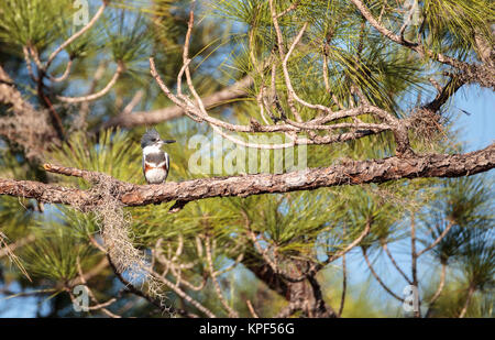 Belted Kingfisher Megaceryle alcyon posatoi in alto in un albero in Fred C. Babcock e Cecil M. Webb Wildlife Management Area in Punta Gorda, Florida Foto Stock