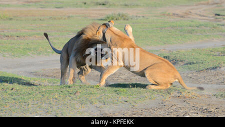 La fauna selvatica sightseeing in una delle principali destinazioni della fauna selvatica su earht -- Serengeti, Tanzania. Lotta contro i Lions Foto Stock