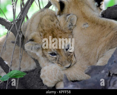 La fauna selvatica sightseeing in una delle principali destinazioni della fauna selvatica su earht -- Serengeti, Tanzania. Cuddling lion cubs. Foto Stock
