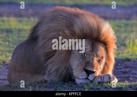 La fauna selvatica sightseeing in una delle principali destinazioni della fauna selvatica su earht -- Serengeti, Tanzania. Sleeping bello leone maschio. Foto Stock