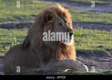 La fauna selvatica sightseeing in una delle principali destinazioni della fauna selvatica su earht -- Serengeti, Tanzania. Bellissimo leone maschio Foto Stock