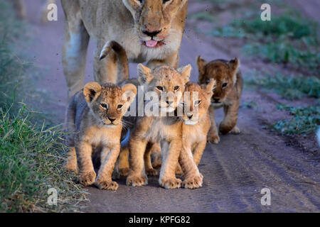 La fauna selvatica sightseeing in una delle principali destinazioni della fauna selvatica su earht -- Serengeti, Tanzania. Leonessa con 5 piccole Cubs Foto Stock
