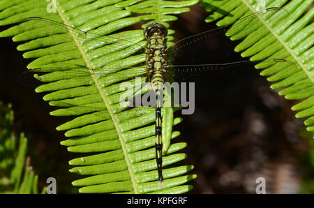 Libellula verde sulla foglia. Foto Stock