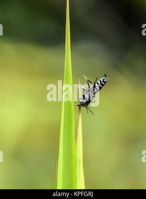 Un bianco e nero bee dormire a testa in giù con la sua bocca appeso su una foglia top. Foto Stock