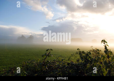 Un inizio di mattina vista sull'acqua prati drappeggiati in nebbia nei pressi della Cattedrale di Salisbury, Wiltshire, Regno Unito Foto Stock