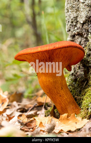 Jack o'fungo lanterna (Omphalotus olearius) Foto Stock