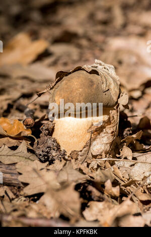 Porcini Foto Stock