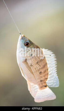 Nilo di pesci di Tilapia appesa al gancio Foto Stock