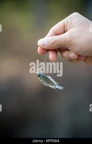 Nilo di pesci di Tilapia appesa al gancio Foto Stock