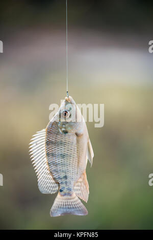 Nilo di pesci di Tilapia appesa al gancio Foto Stock