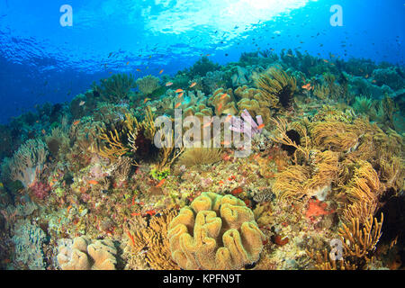 Coralli molli e spugne, Wetar Island, Banda Mare, Indonesia Foto Stock