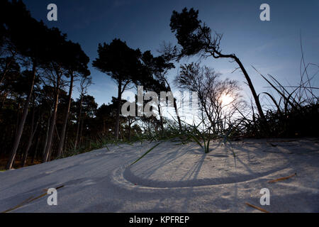 Spiaggia in erba e tracce nella sabbia, sullo sfondo di una pineta sul mar Baltico Foto Stock