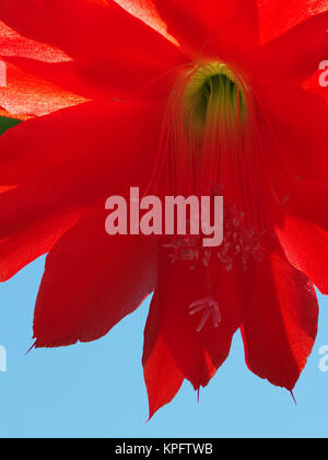 Fiore di cactus di pasqua - hatiora Foto Stock