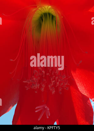 Fiore di cactus di pasqua - hatiora Foto Stock