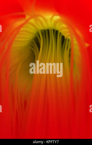 Fiore di base e di stami di un cactus di pasqua - hatiora Foto Stock