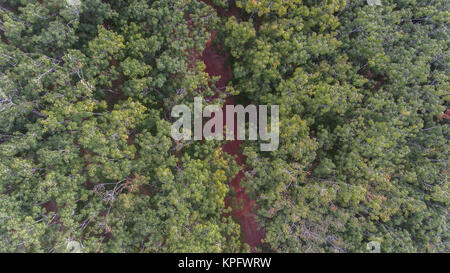 Antenna in gomma piantagione di alberi nel sud della Thailandia Foto Stock