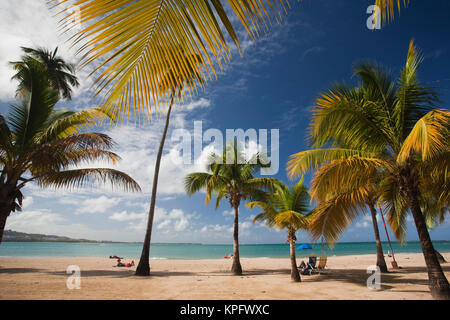 Puerto Rico, East Coast, Luquillo, Playa Luquillo Beach, palme Foto Stock