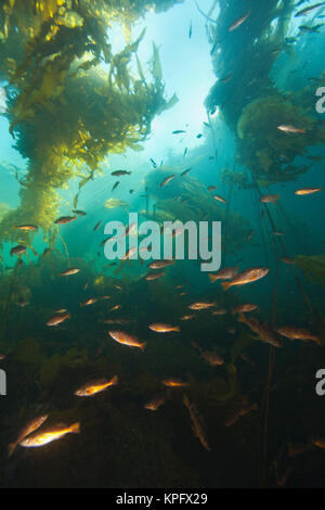 Il novellame di rame il pesce nascosto fra, Giant Kelp (Macrocystis integrefolia), passaggio di doratura, Scuba Diving, nel nord della isola di Vancouver, British Columbia, Canada Foto Stock