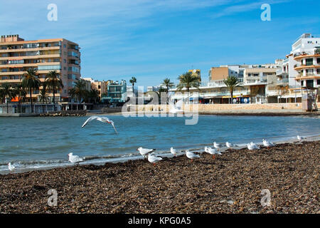 PLAYA DE PALMA DI MALLORCA, Spagna - 14 dicembre 2017: Gabbiani resto sulla spiaggia invernale in una giornata ventosa sul dicembre 14, 2017 a Maiorca, Baleari islan Foto Stock