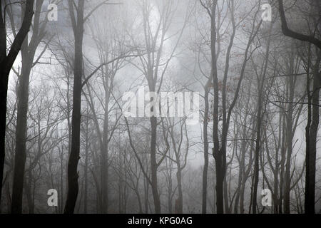 Foresta di inverno è avvolta nella nebbia, North Carolina, Stati Uniti d'America. Foto Stock