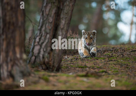 Royal tigre del Bengala ( Panthera tigris ), giovani cub, giacente sul terreno di una foresta, giocando con zampe ist, sembra carino e divertente, Scatto frontale. Foto Stock