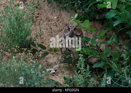 Gufo reale / Europaeischer Uhu ( Bubo bubo ), giovani, nascosto sotto i cespugli in un pendio di una buca di sabbia, la fauna selvatica, l'Europa. Foto Stock